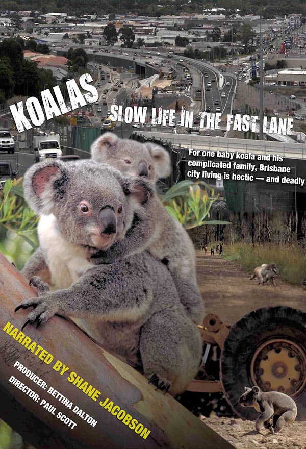 Koalas: SLow Life in the Fast Lane